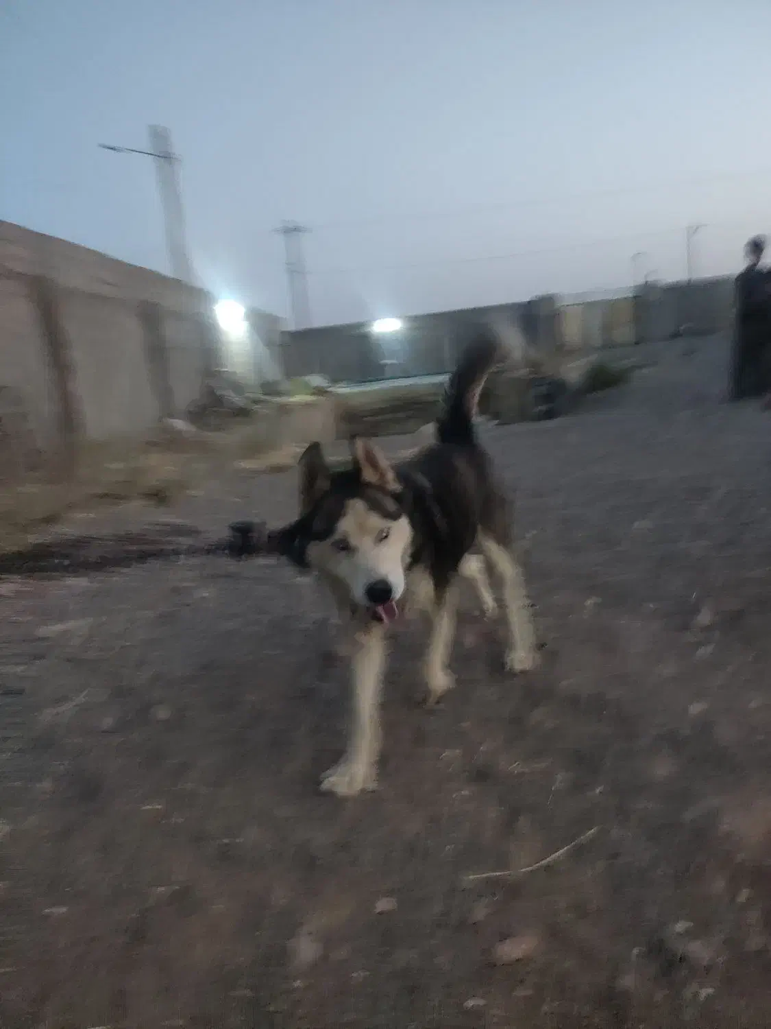 هاسکی|سگ|تربت جام, کشتارگاه|دیوار