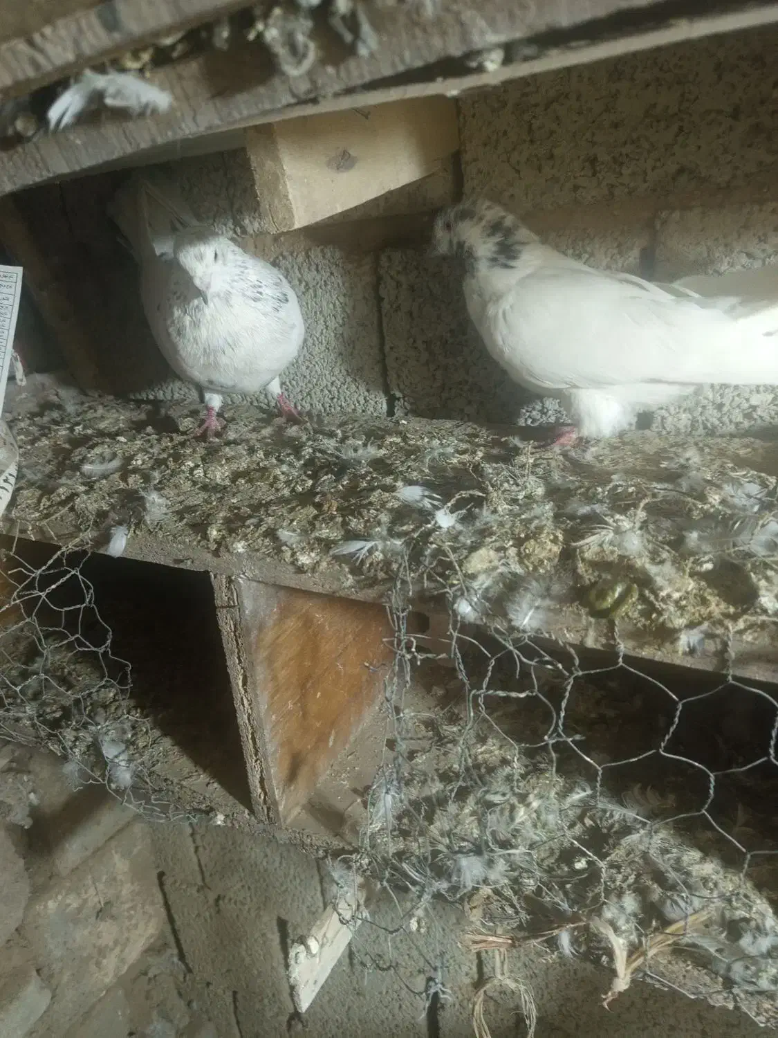 کبوتر|پرنده|سیلوانه, |دیوار