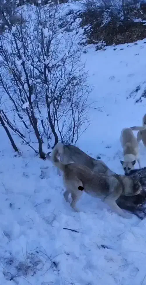 سگ گرازی|سگ|مریوان, |دیوار