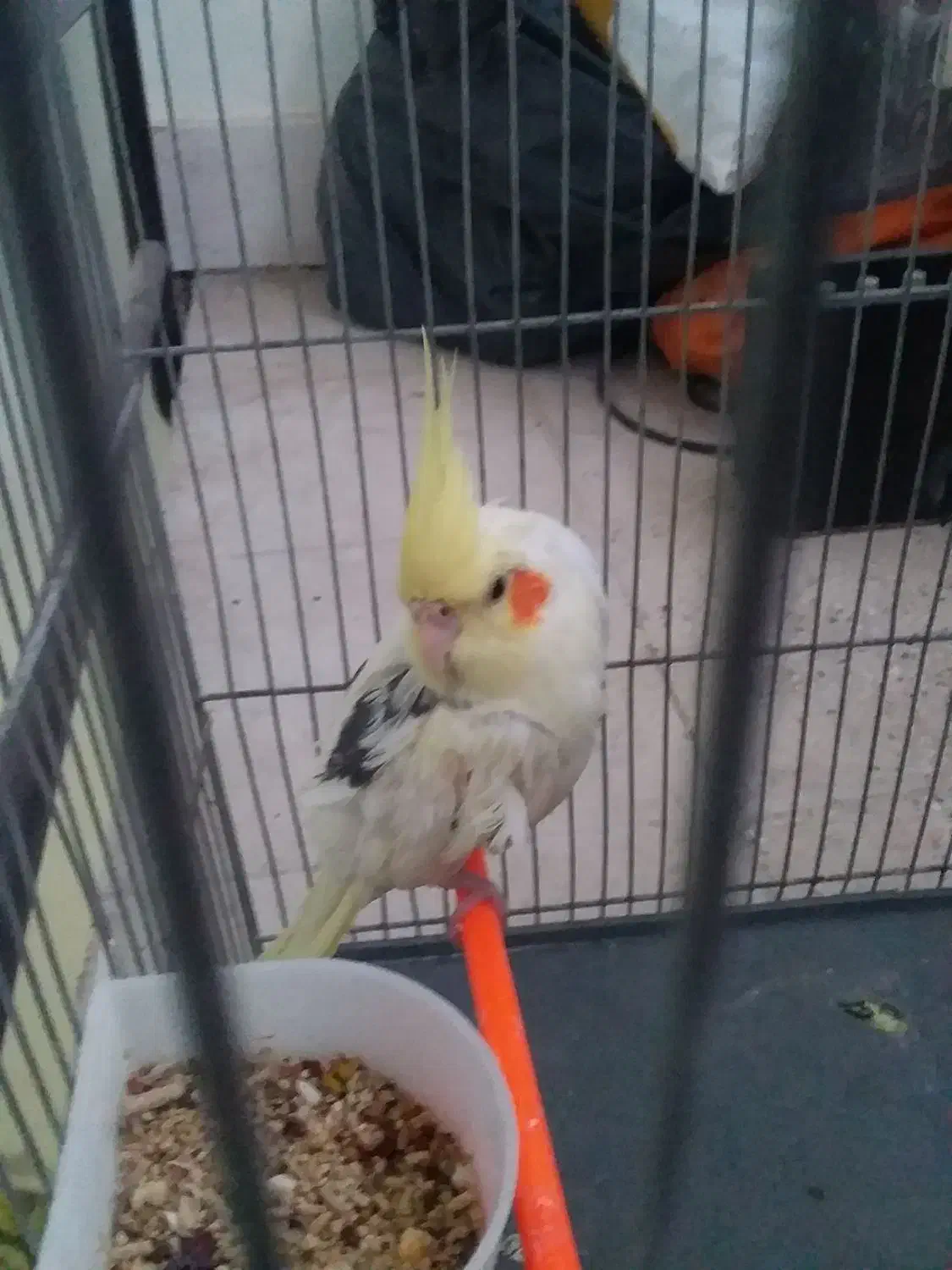 عروس هلندی|پرنده|تربت‌حیدریه, کوی شهید احمدزاده ملکی|دیوار