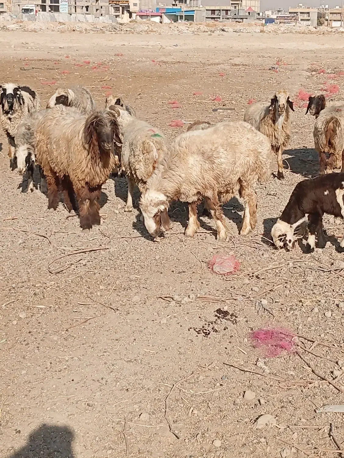 گوسفند داشتی|حیوانات مزرعه|کوار, |دیوار