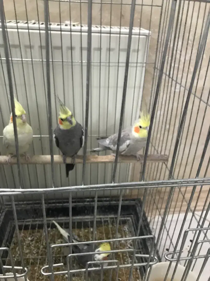 عروس هلندی جوان|پرنده|اردکان, |دیوار