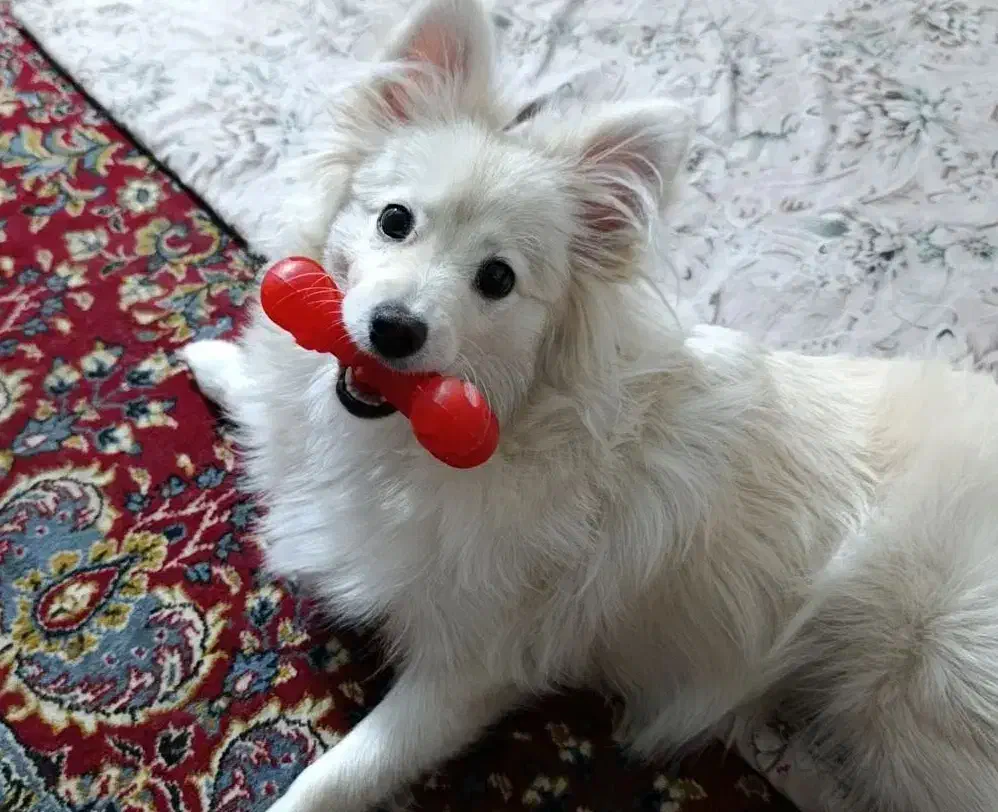 سگ پامرروباهی|سگ|سیرجان, |دیوار