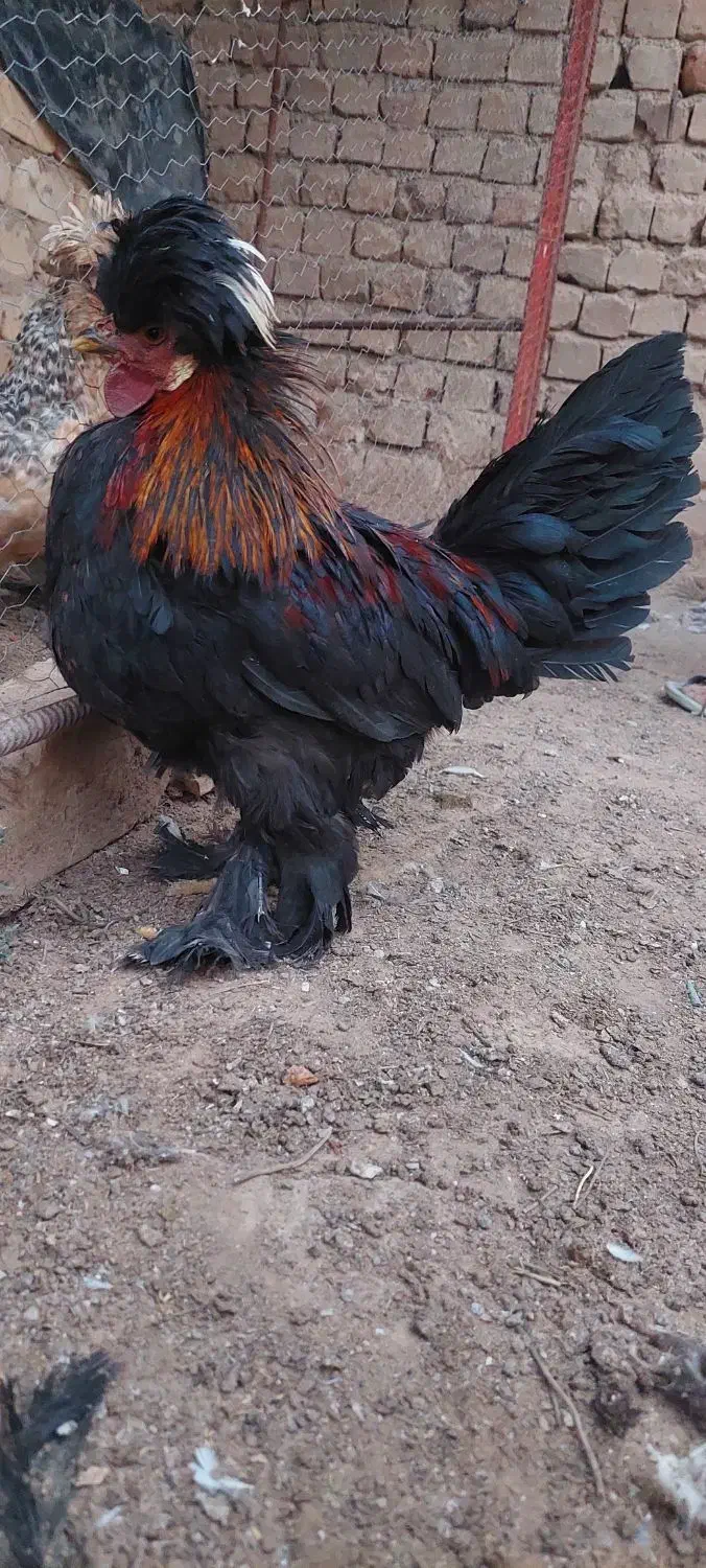 خروس زینتی|پرنده|کاشان, مفتح|دیوار