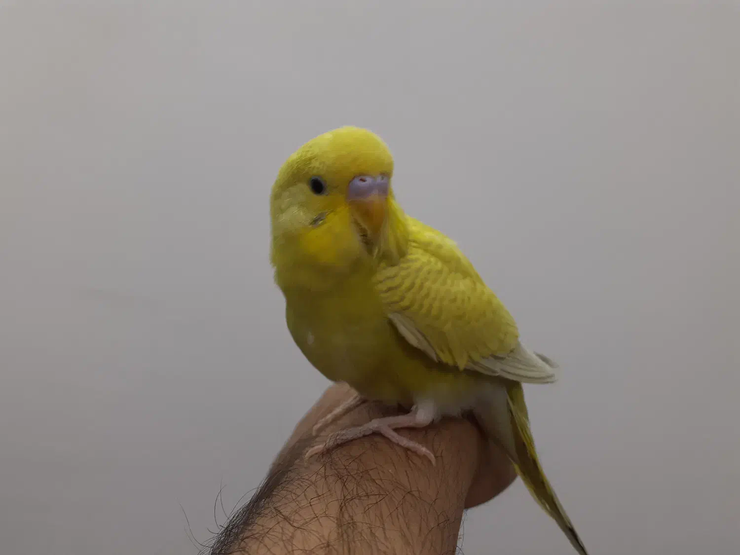 مرغ عشق|پرنده|قم, زنبیل آباد|دیوار