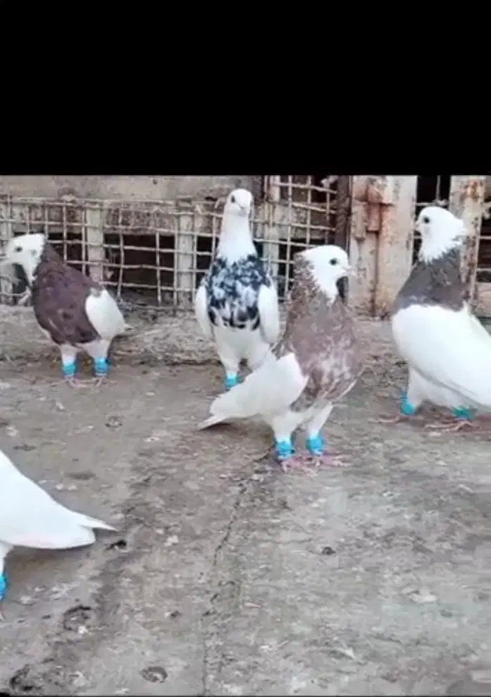 طوقی|پرنده|شیراز, رکن‌آباد|دیوار