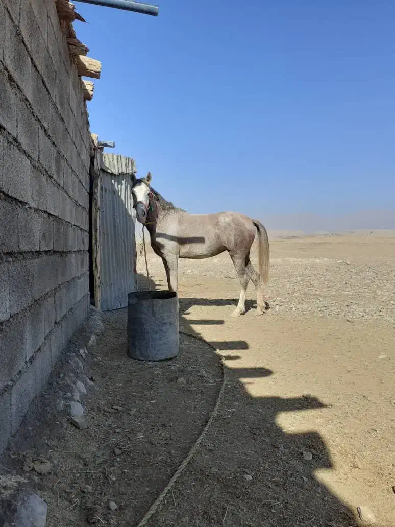 مادیان آبستن به همراه کره نریون یک ساله|حیوانات مزرعه|آبدانان, |دیوار
