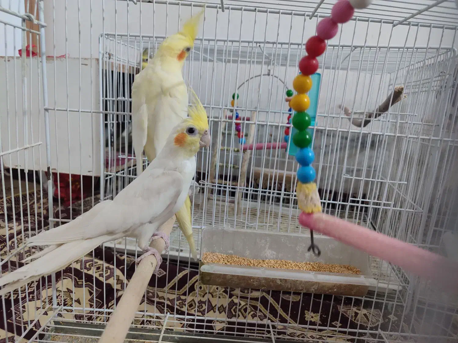 پرنده|پرنده|سبزوار, باهنر|دیوار