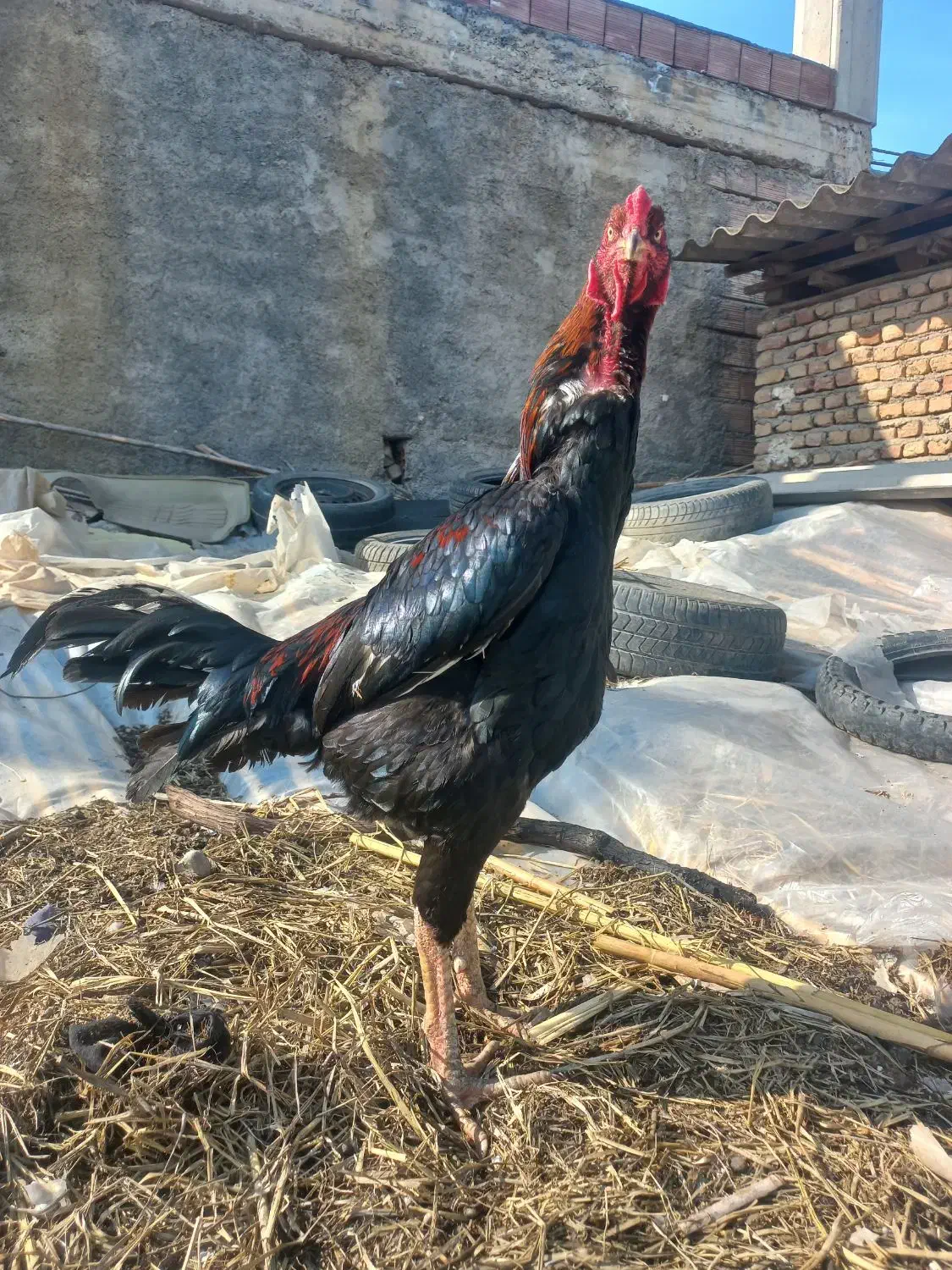 تخم مرغ لاری|حیوانات مزرعه|خان ببین, |دیوار