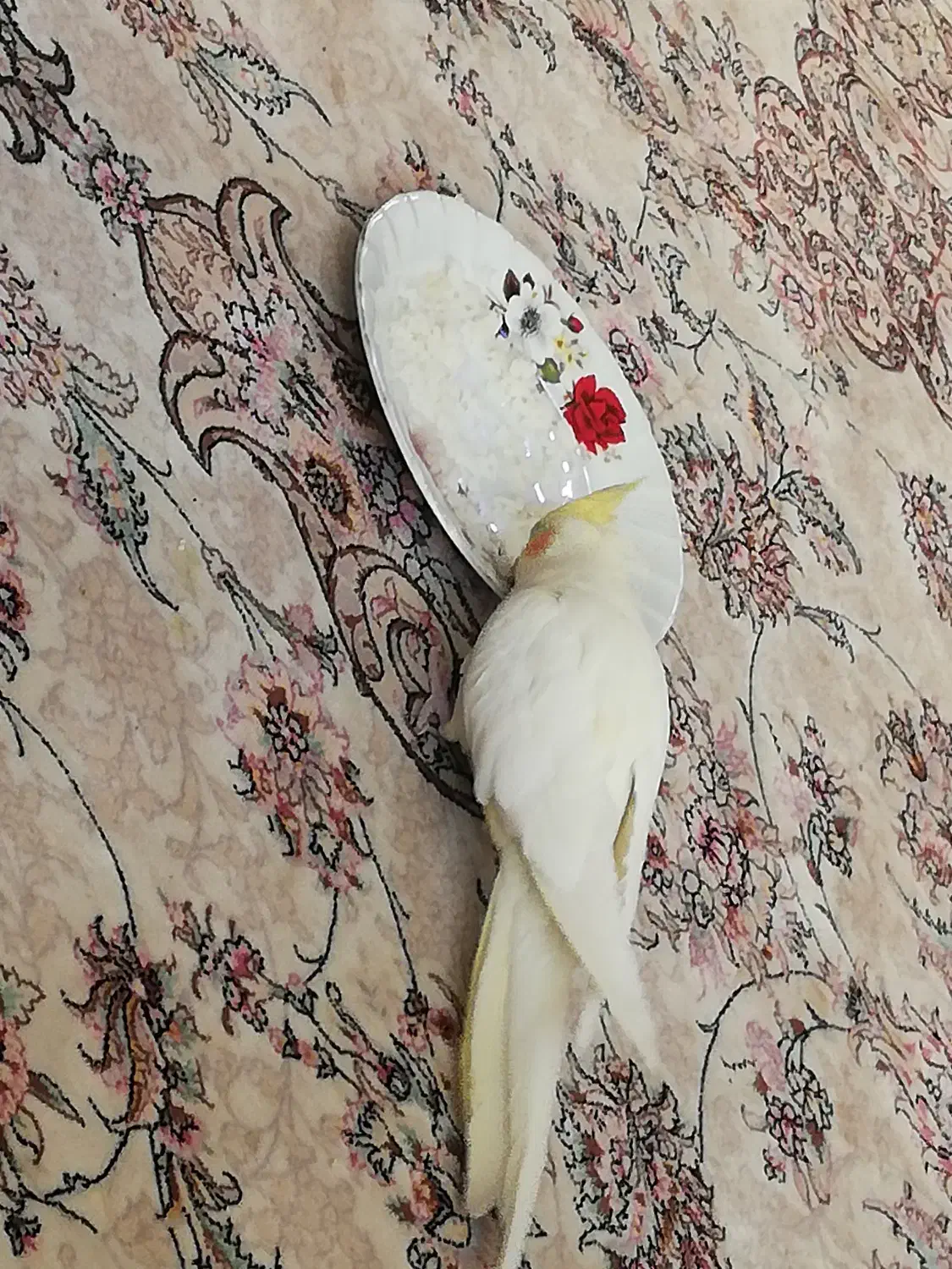 عروس هلندی|پرنده|صدرا-فارس, فاز ۱|دیوار