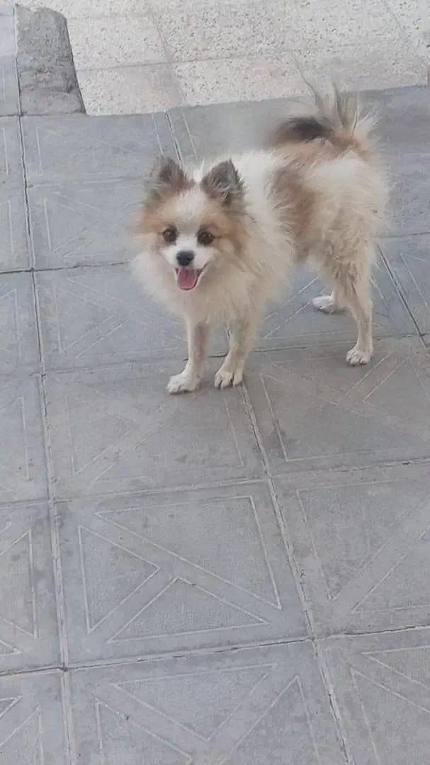 سگ لاکچری|سگ|کرمان, |دیوار