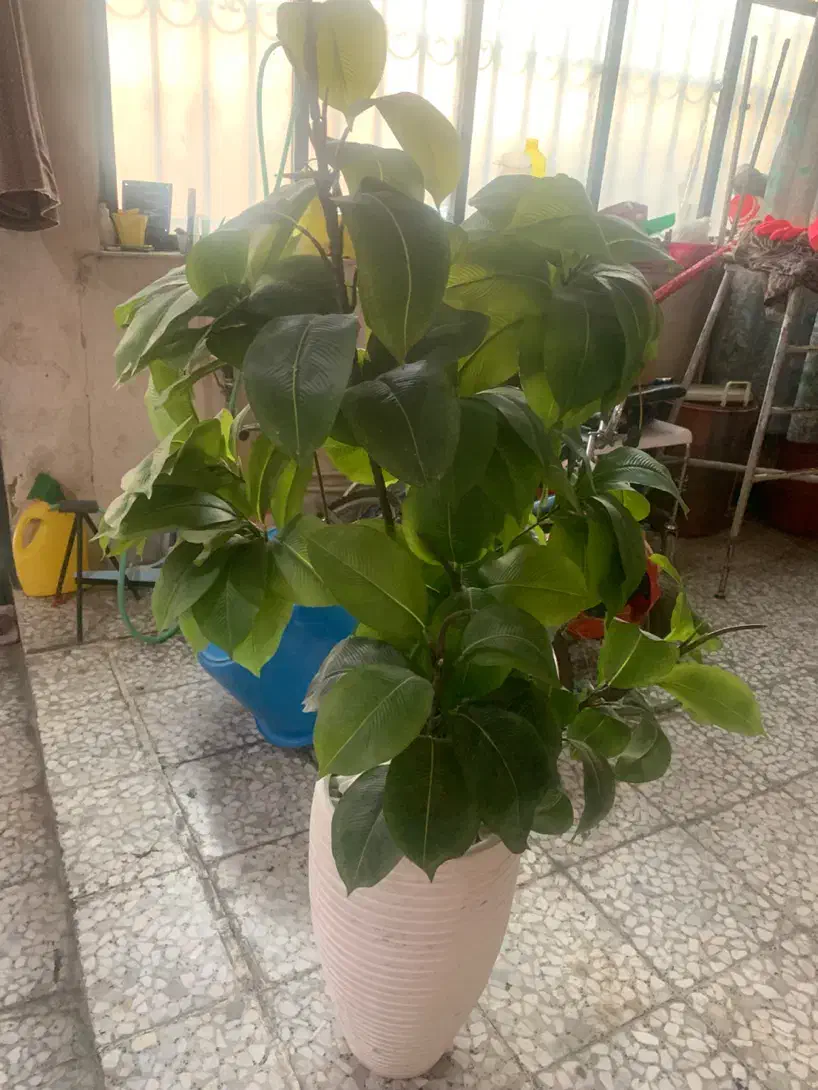 گل مصنوعی قابل شصت و شو بزرگ قابل انعطاف|گل مصنوعی|تهران, چیتگر شمالی|دیوار