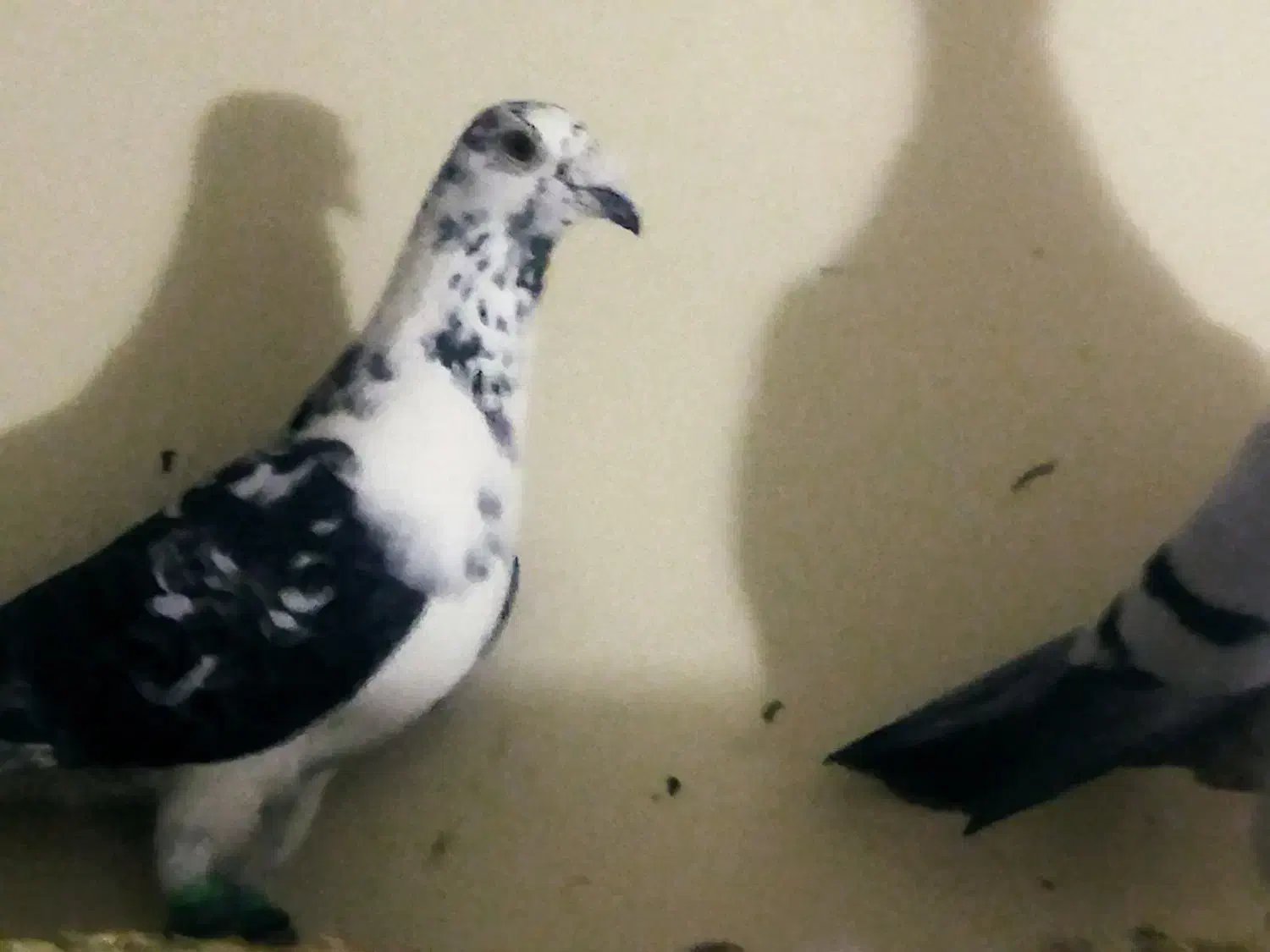 کبوتر بزک|پرنده|نیشابور, بلوار گلها|دیوار