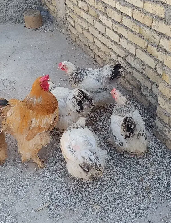 تخم مرغ نطفه دار برهما|حیوانات مزرعه|یزد, |دیوار