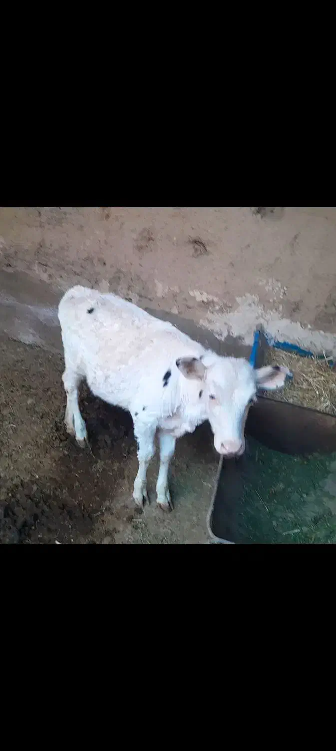 گاو|حیوانات مزرعه|سلامی, |دیوار