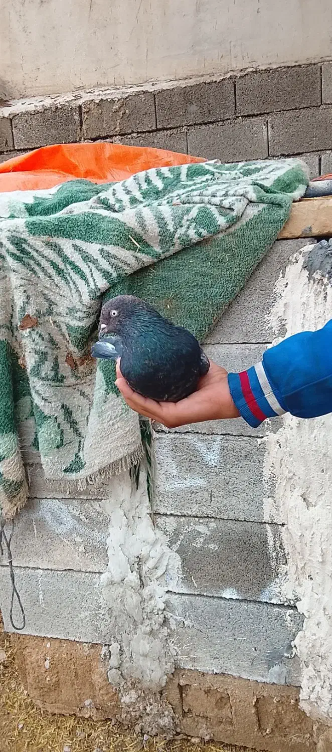 کفتر|پرنده|رامهرمز, |دیوار