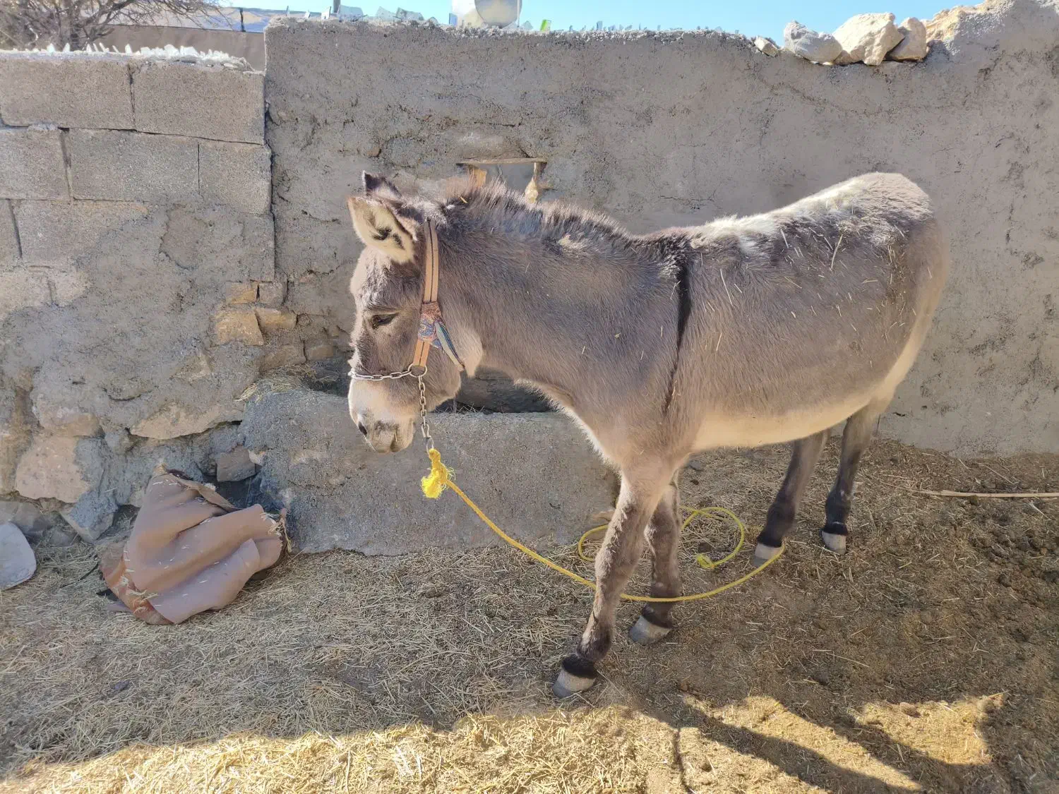 فروش الاغ|حیوانات مزرعه|ارژن, |دیوار