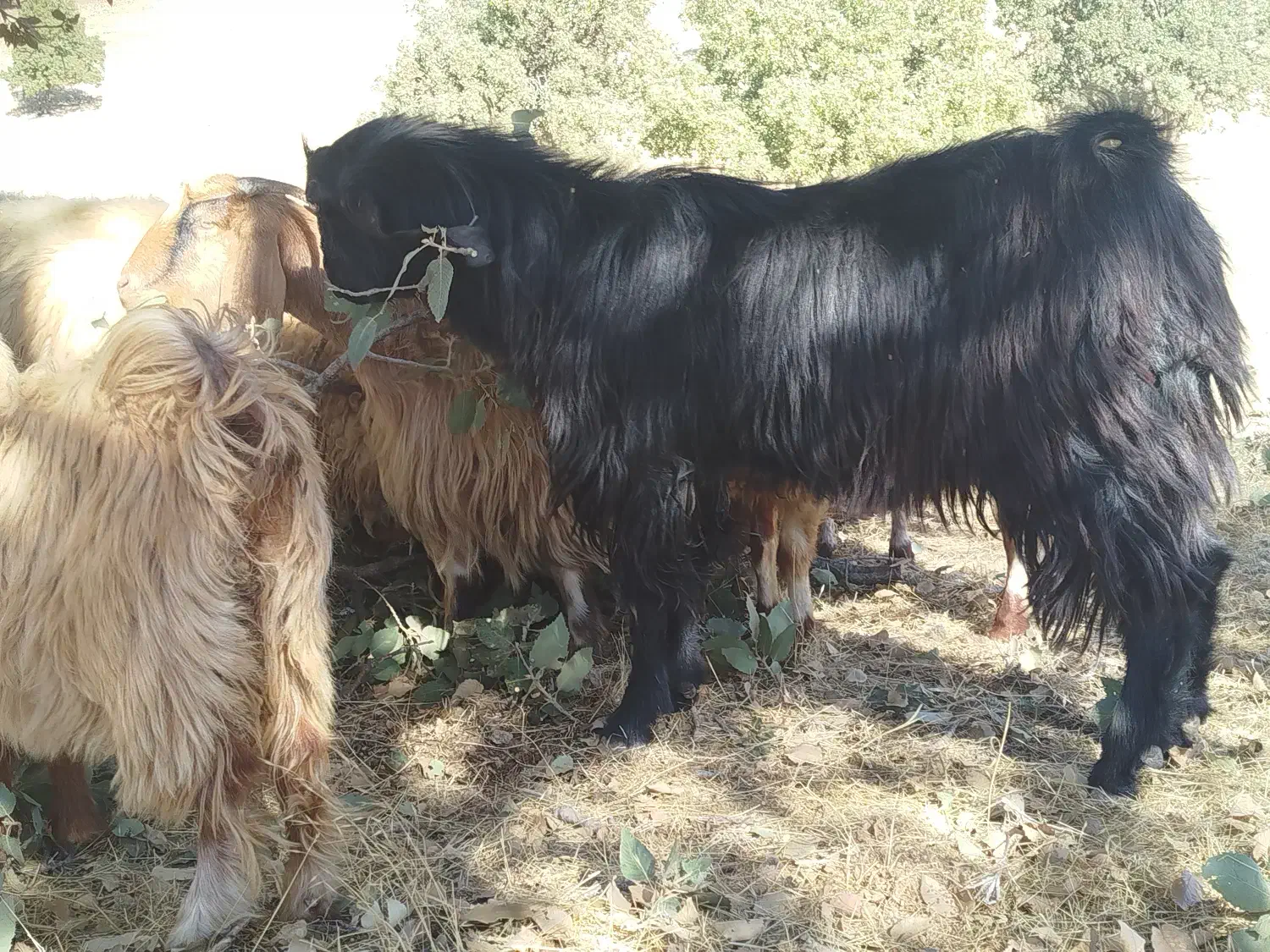 ا تا|حیوانات مزرعه|چرداول, |دیوار