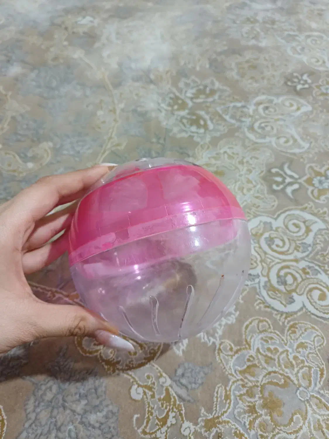 توپ پلاستیکی همستر|موش و خرگوش|قدس, شهر‌قدس|دیوار