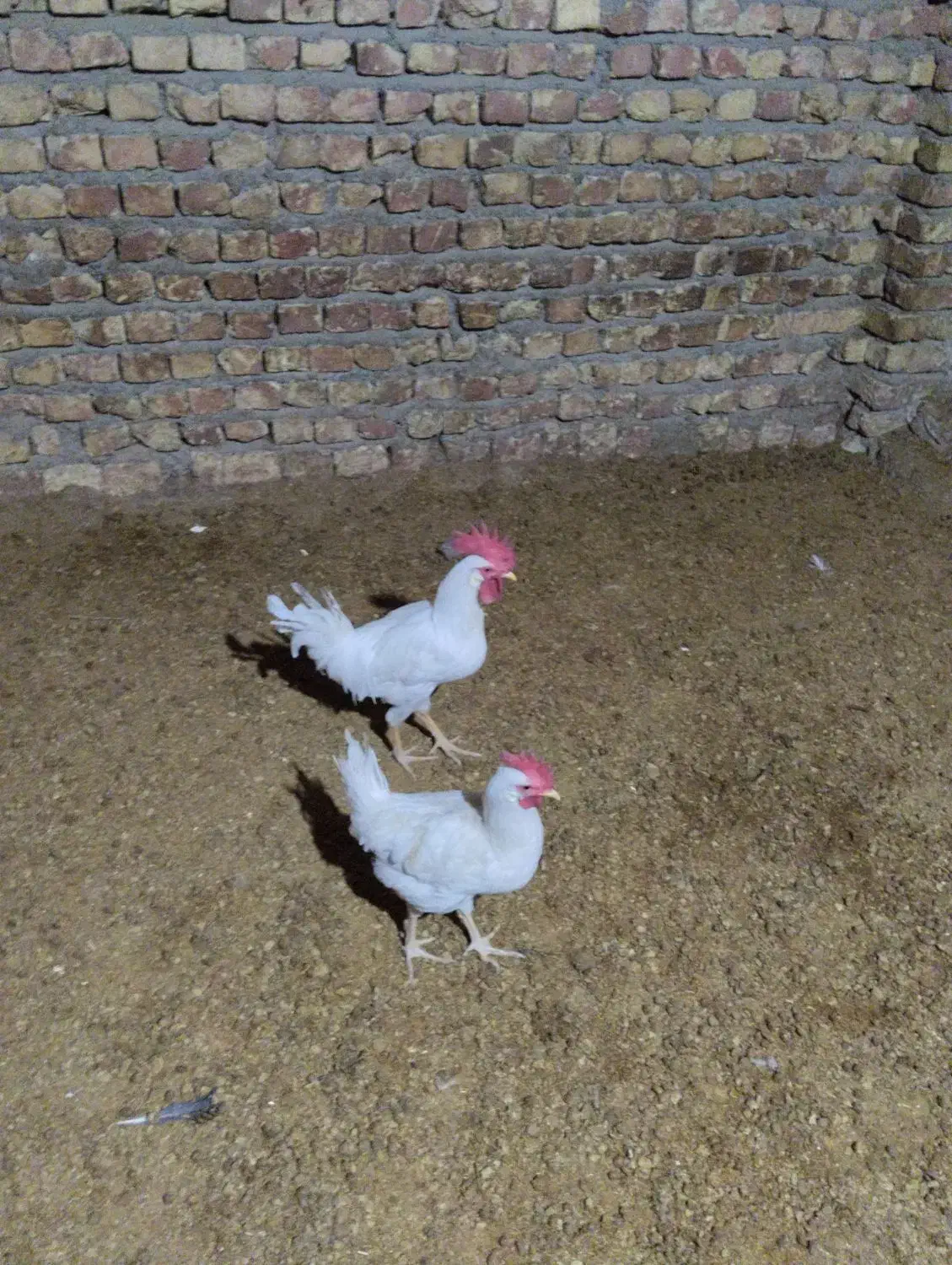 خروس|پرنده|فلارد, |دیوار