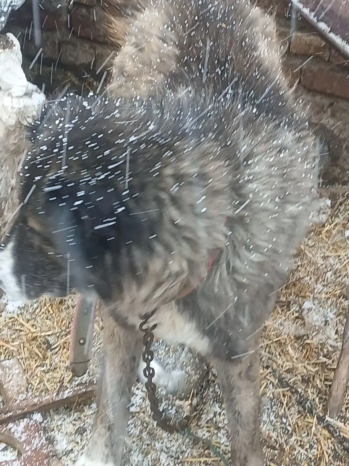 سگ محلی|سگ|اردبیل, |دیوار