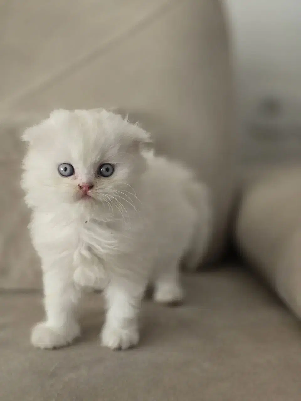 فروشگاه گربه های اشرافی ( پرشین بریتیش اسکاتیش )|گربه|ماکو, |دیوار