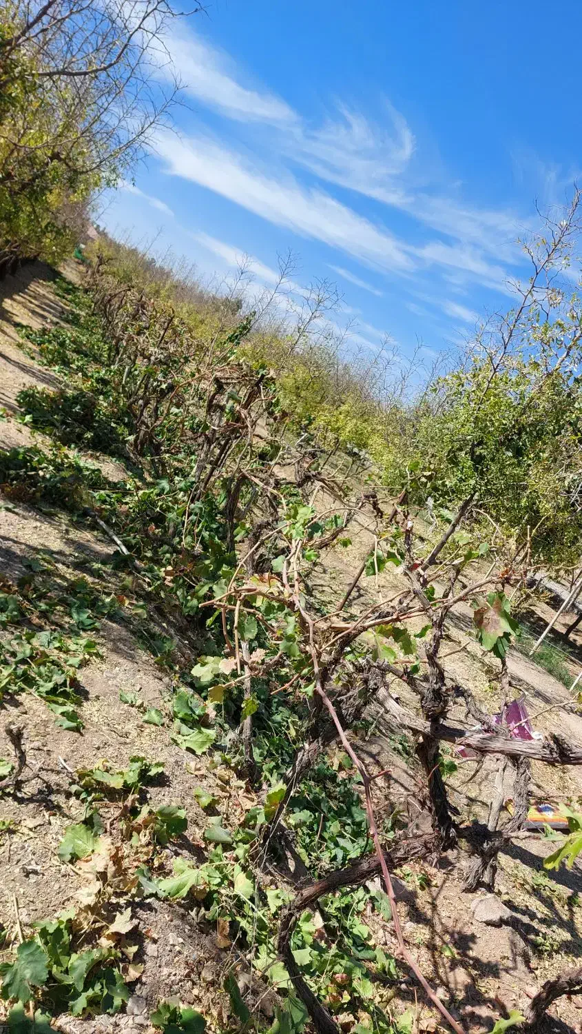 هرس و پیوند انواع درختان میوه ای|خدمات باغبانی و درختکاری|بیرجند, |دیوار