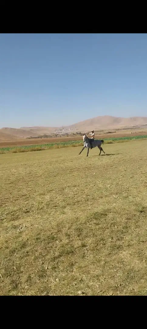 اسب ۳سال نریون|اسب و تجهیزات اسبسواری|ایذه, |دیوار
