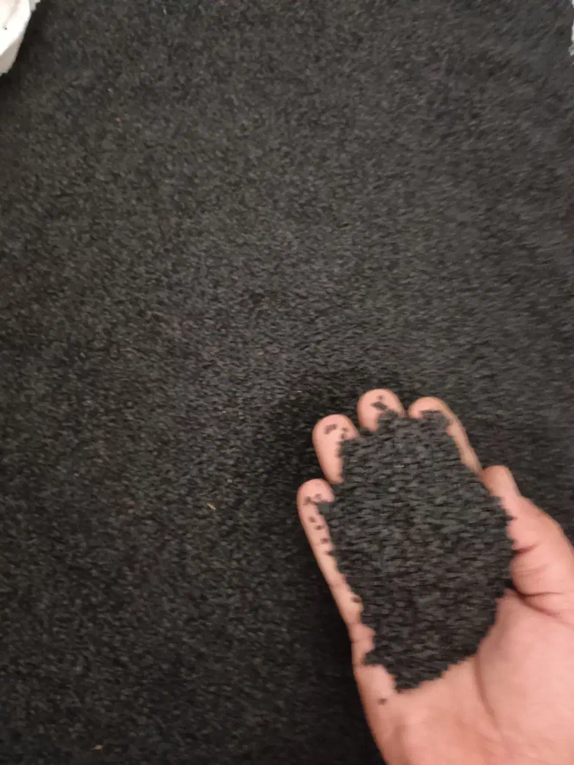 بذر پیاز مینروا آرژانتینی تضمینی|گل و گیاه طبیعی|جیرفت, |دیوار