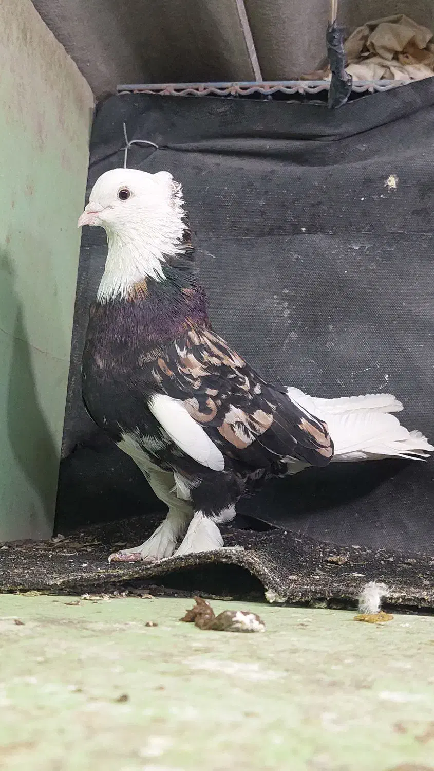 کفتر هما شازده سرور|پرنده|ری, عباس‌آباد|دیوار