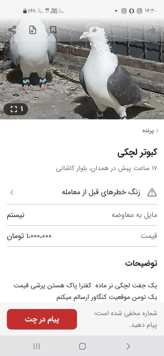 چادری|پرنده|گل تپه, |دیوار