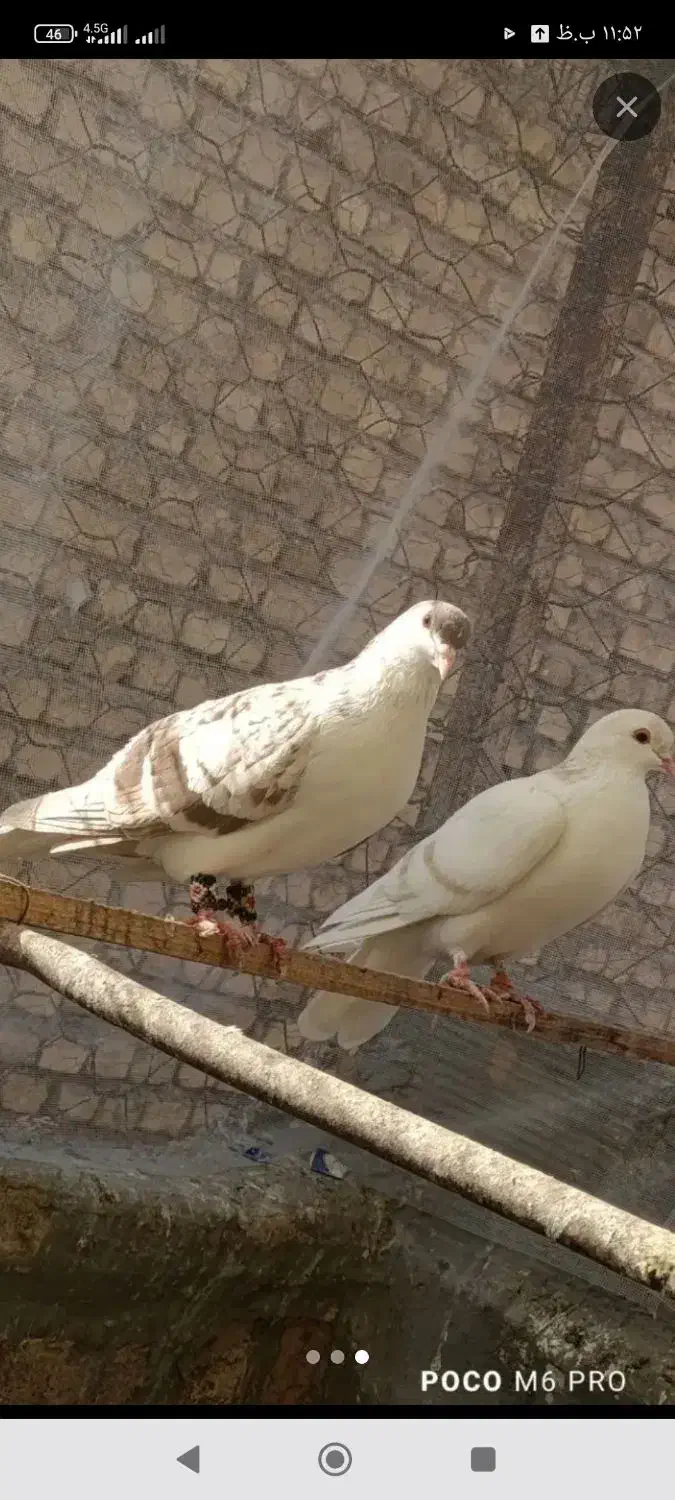 کفترساده|پرنده|پاکدشت, حصار امیر|دیوار