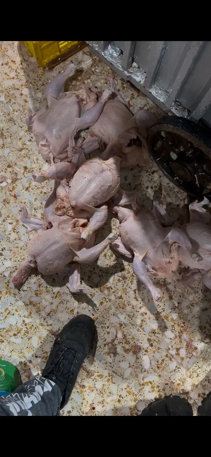 استخدام بی خس کار‌حرفه ای با حقوق بالا در کشتارگاه|استخدام خدمات فروشگاه و رستوران|شهریار, رضی آباد پایین|دیوار