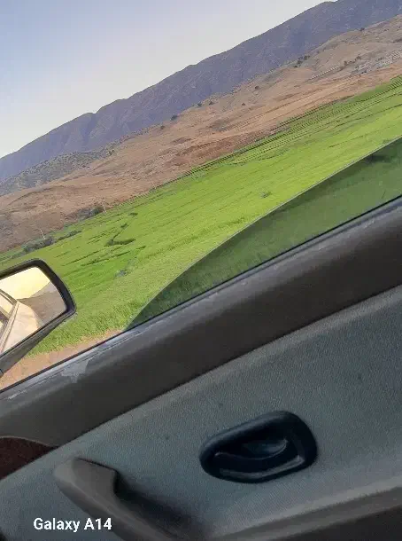 برنج شیروان|خوردنی و آشامیدنی|ایلام, |دیوار