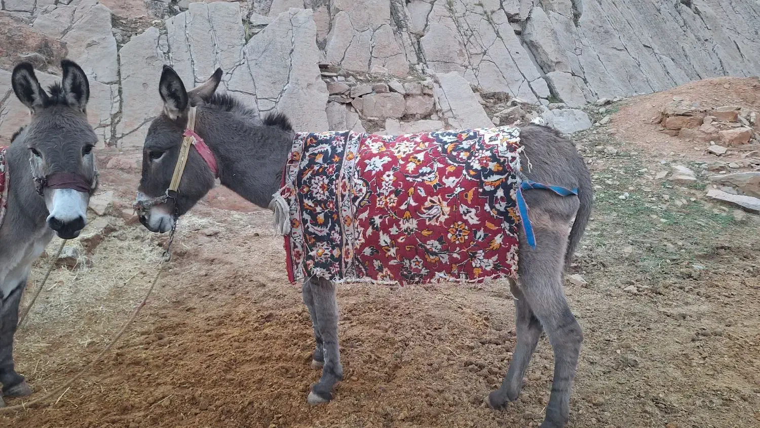 دوتا خر|حیوانات مزرعه|ایذه, |دیوار