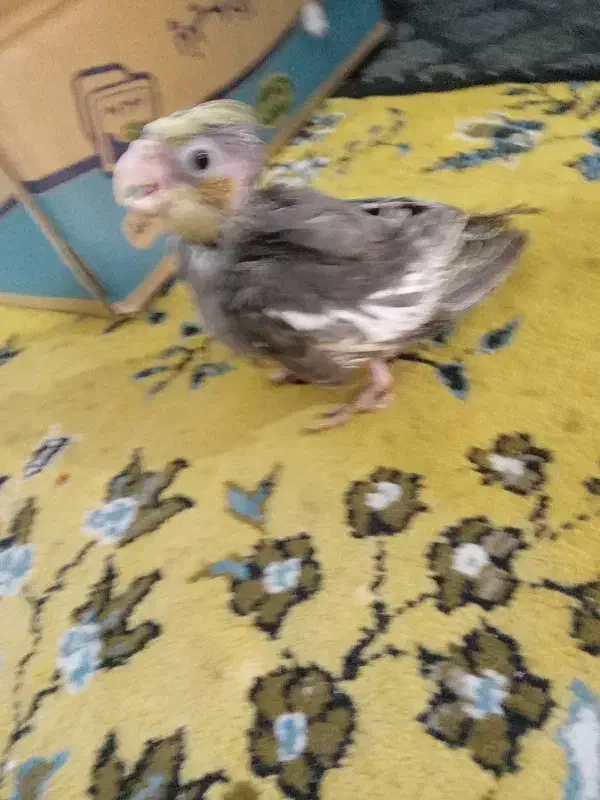 عروسسرلاکی|پرنده|بندر گز, |دیوار