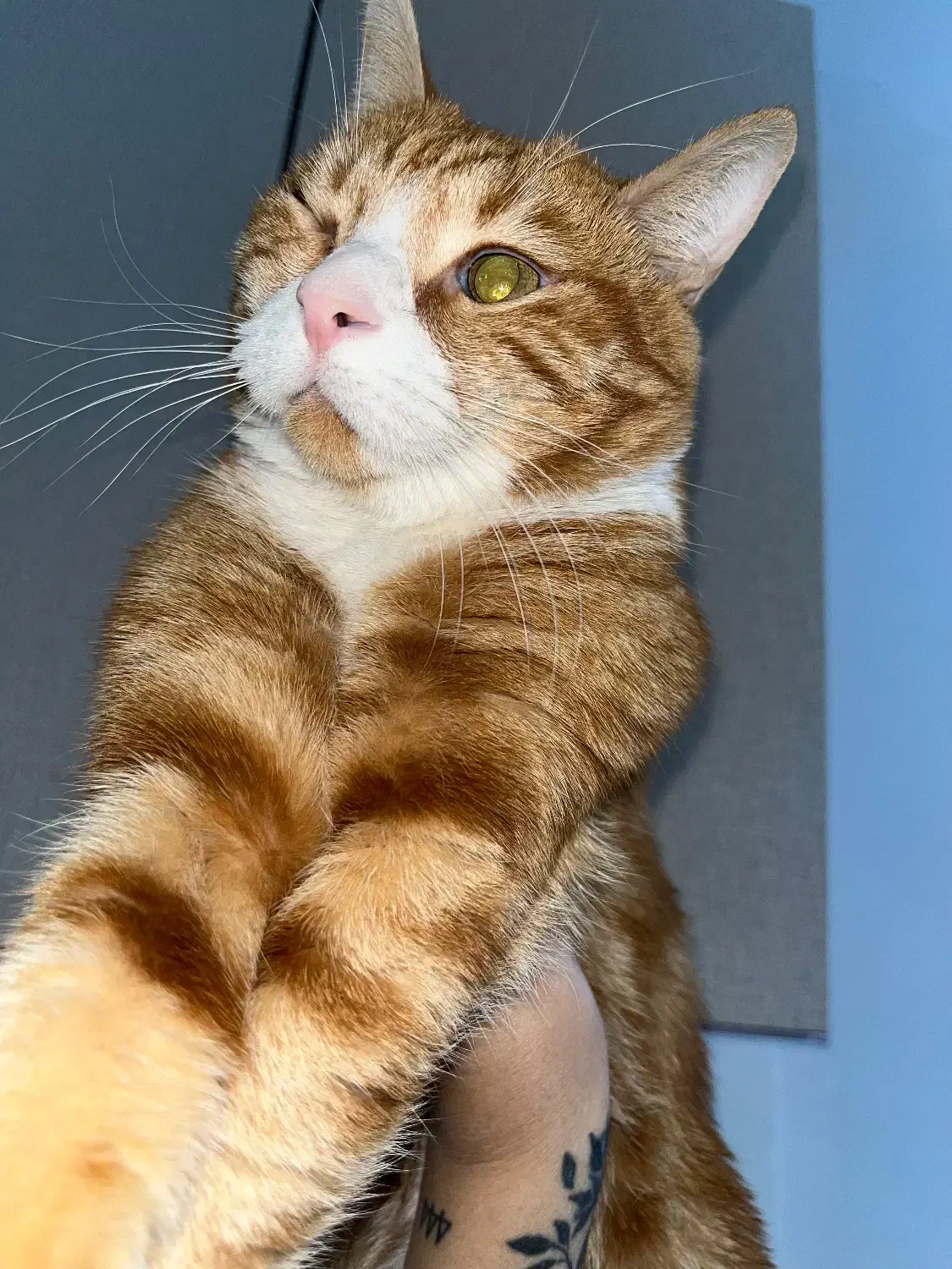 گربه نارنجی|حیوانات|قم, شاد قلی|دیوار