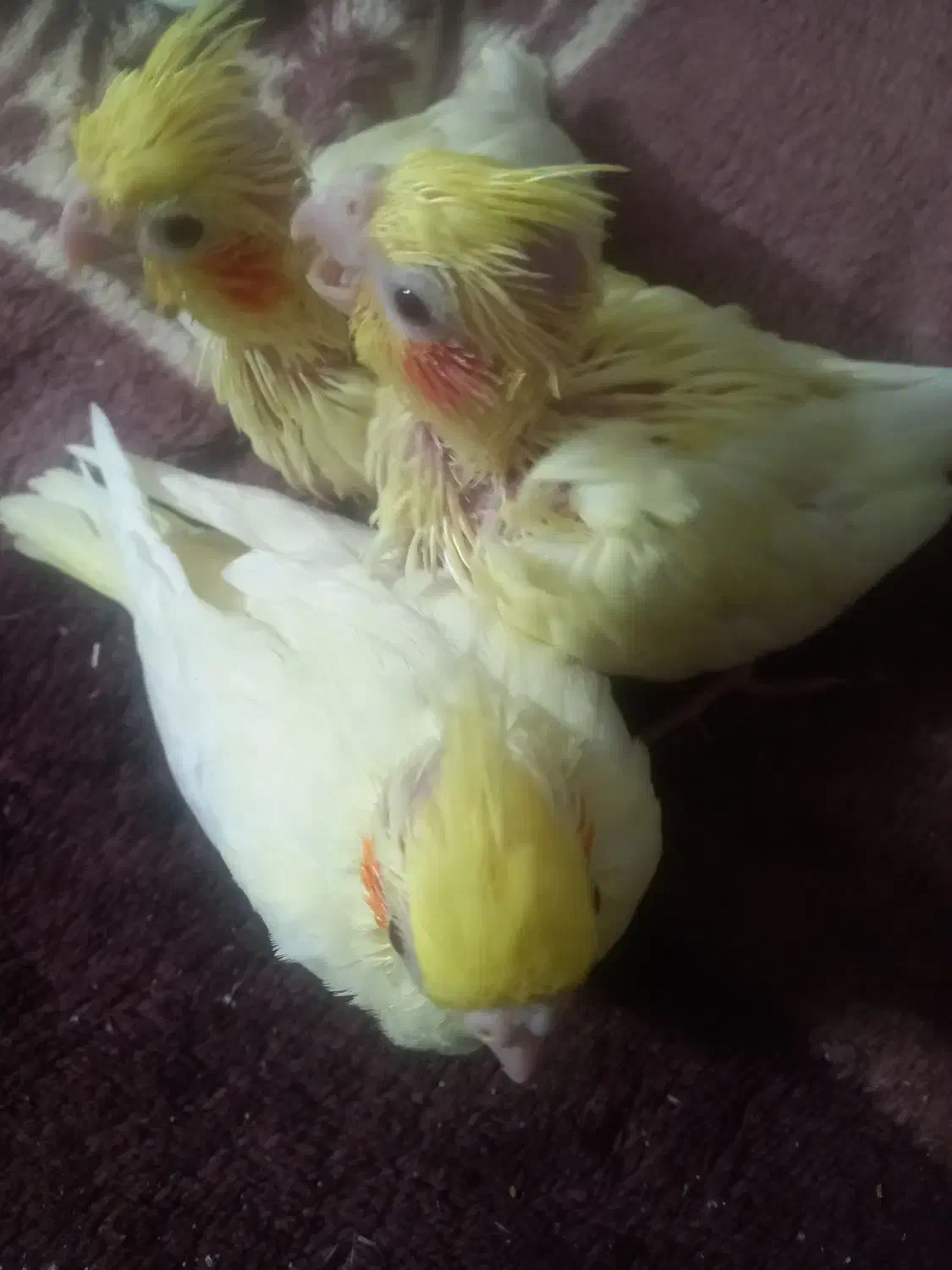 جوجه عروس هلندی|پرنده|قرچک, مهدیه|دیوار