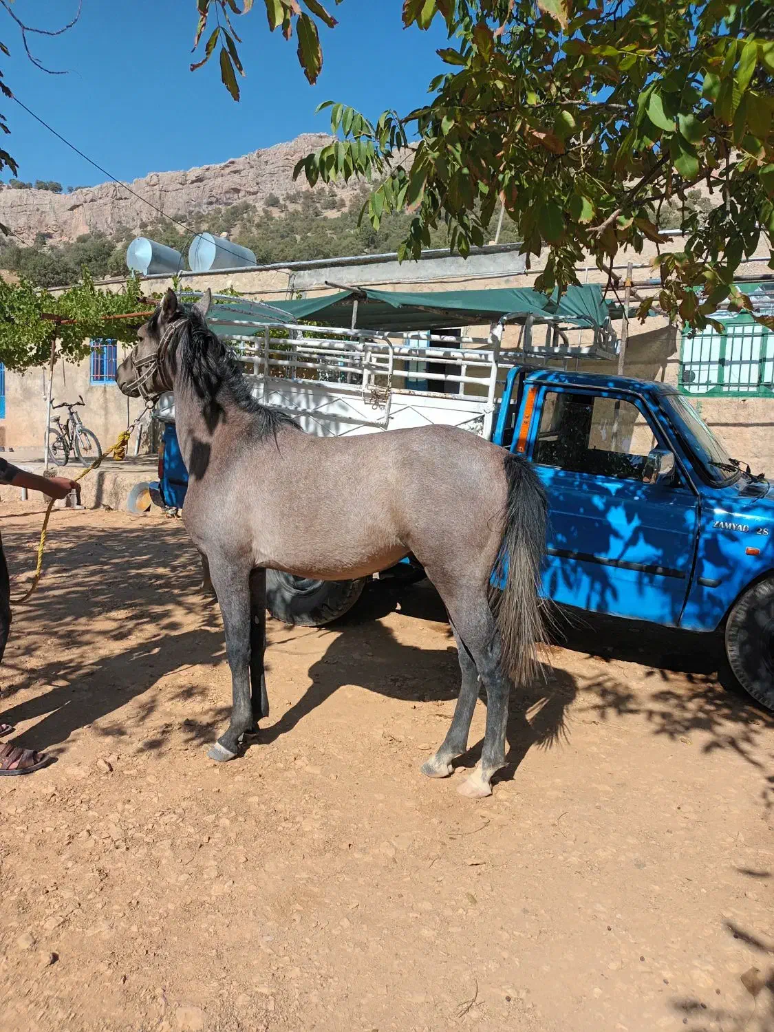 اسب خوب|اسب و تجهیزات اسب‌سواری|مارگون, |دیوار