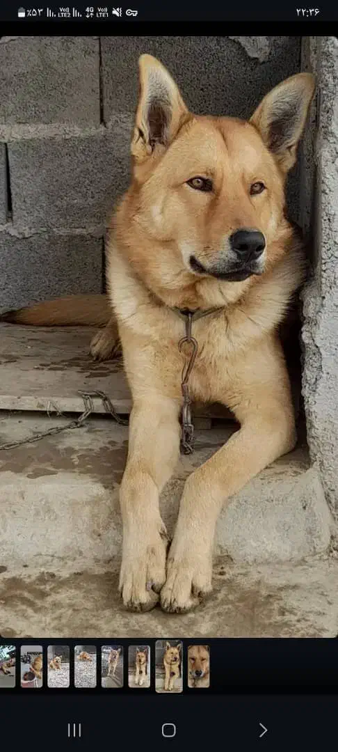 سگ ژرمن نر|سگ|شفت, |دیوار