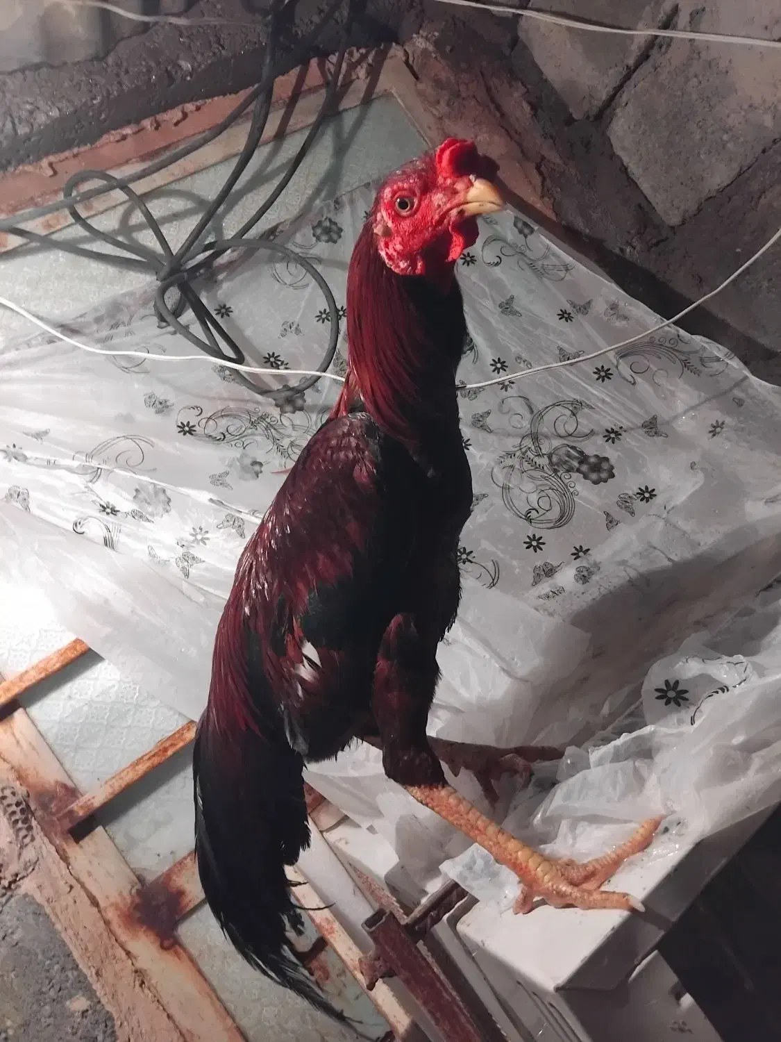 خروس|حیوانات مزرعه|بیکاه, |دیوار