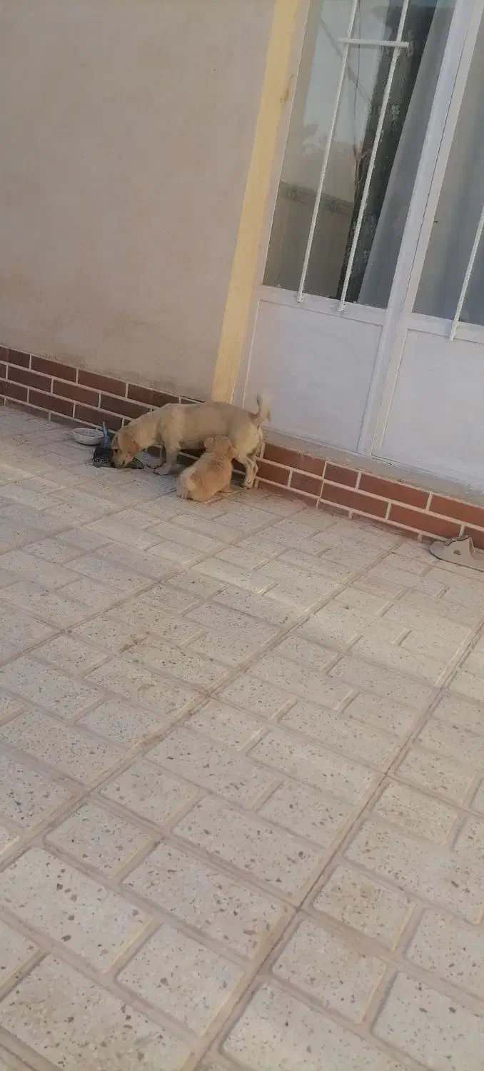 سگ پاکوتاه|سگ|کرمان, |دیوار