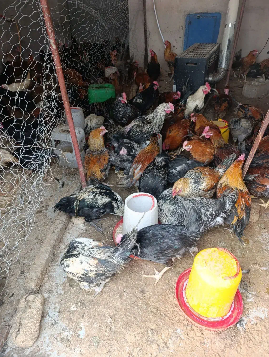 خروس محلی|حیوانات مزرعه|مرودشت, کناره|دیوار