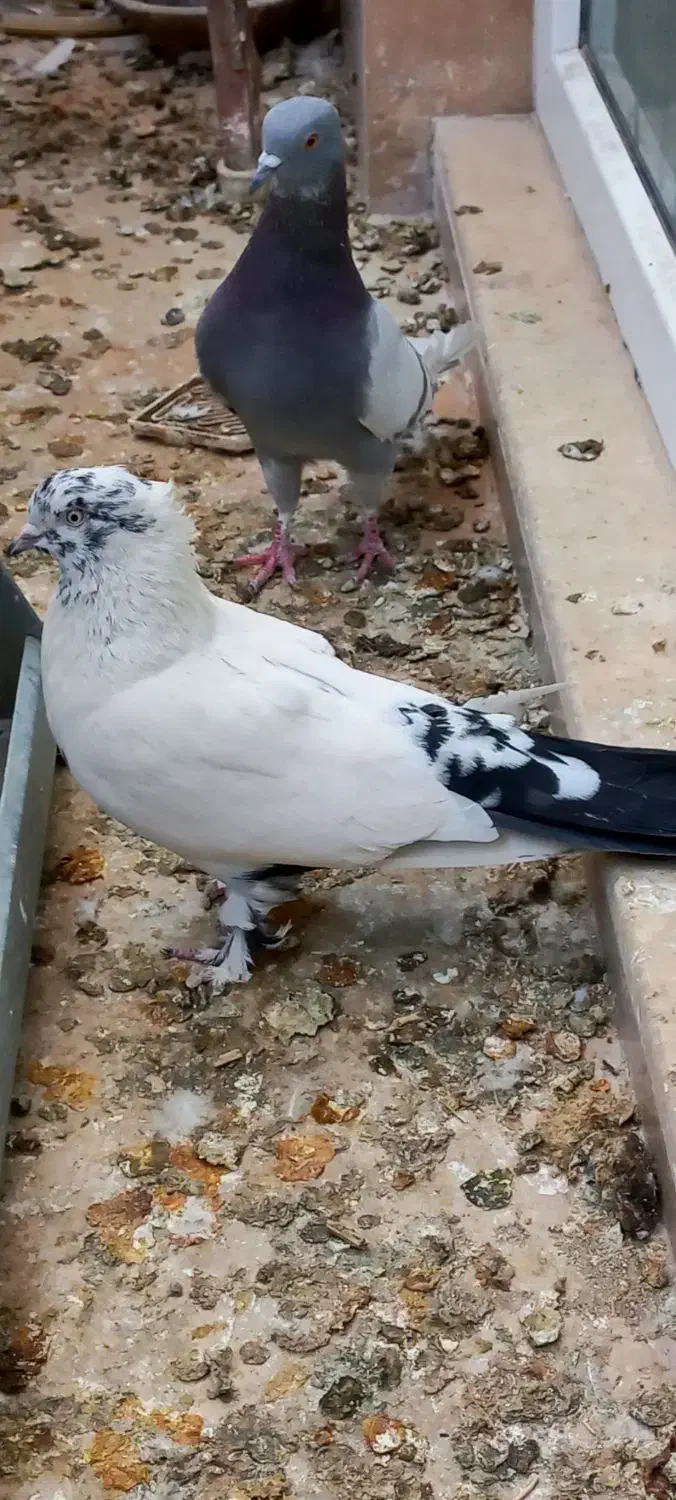 پرنده|پرنده|قم, بکایی|دیوار