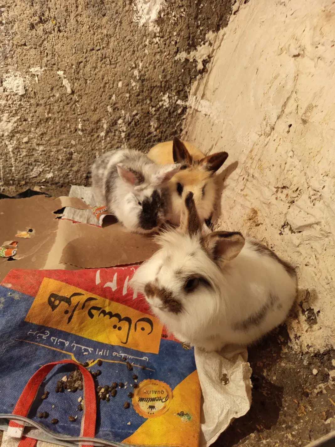 خرگوش لپ|موش و خرگوش|روانسر, |دیوار