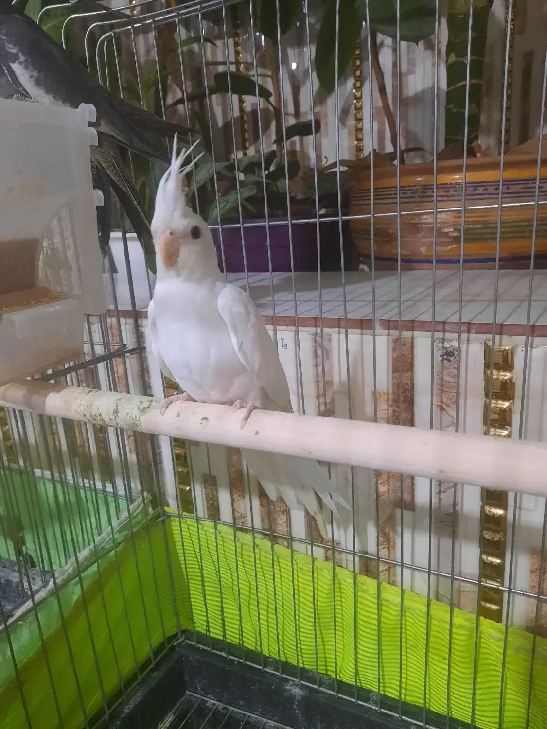 جوجه عروس هلندی|پرنده|شهریار, شهریار|دیوار