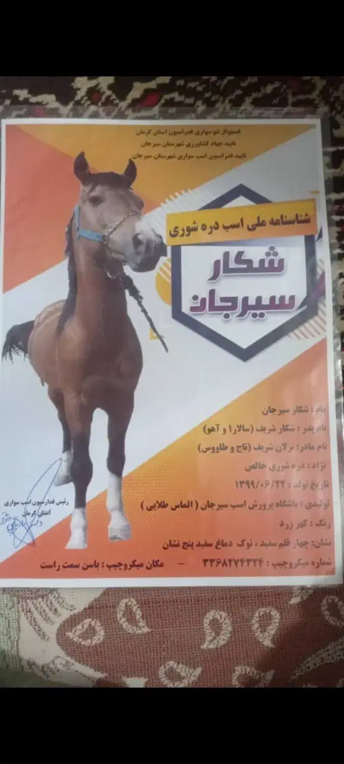 اسب دره شوری|اسب و تجهیزات اسبسواری|بروجن, |دیوار