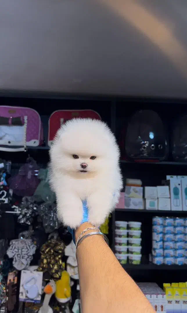 جشنواره ویژه پامر 66روزه بااف و تخفیف50درصدی|سگ|مشهد, اقبال|دیوار