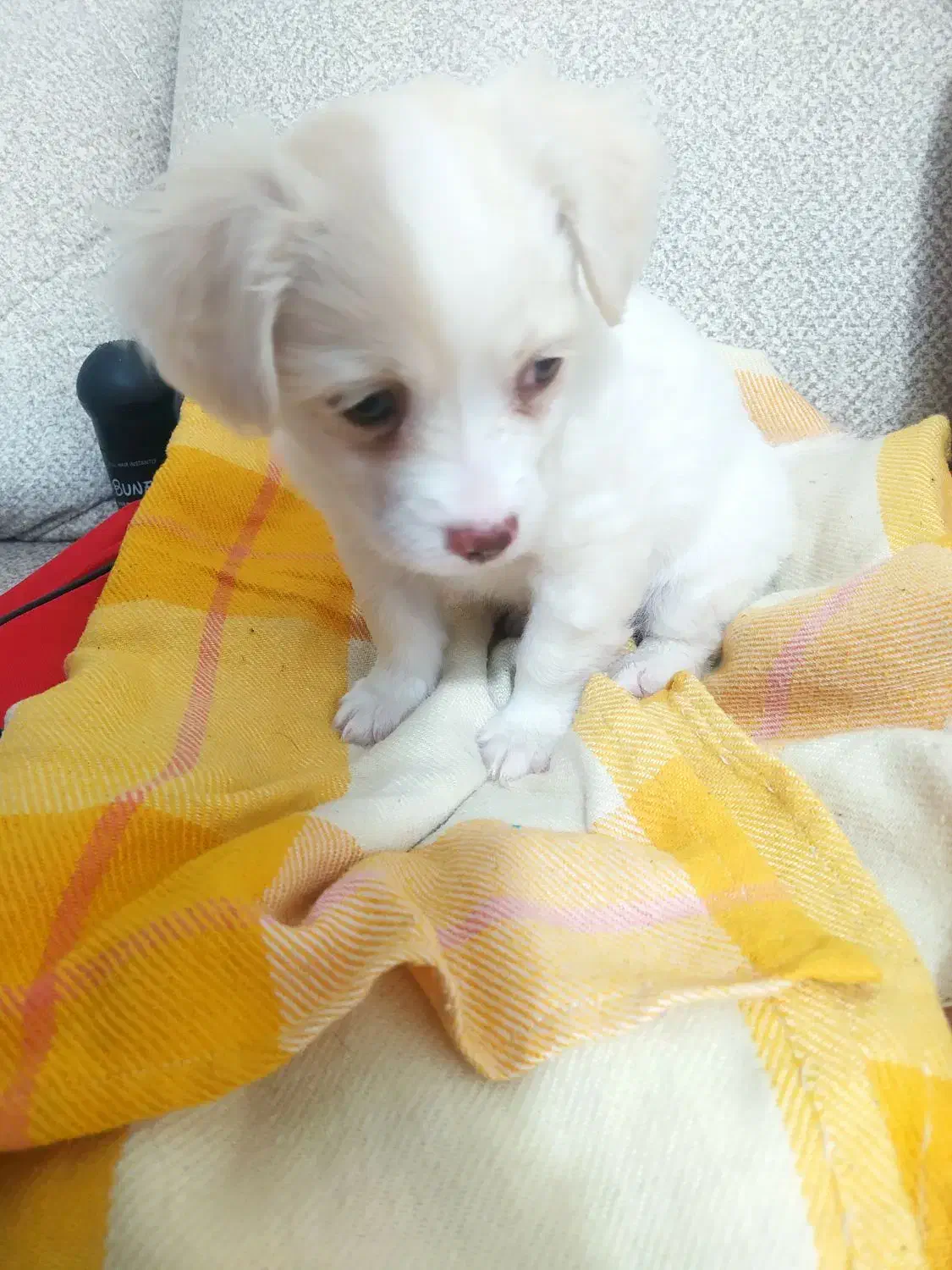 سگ اشپیتز|سگ|بیرجند, |دیوار