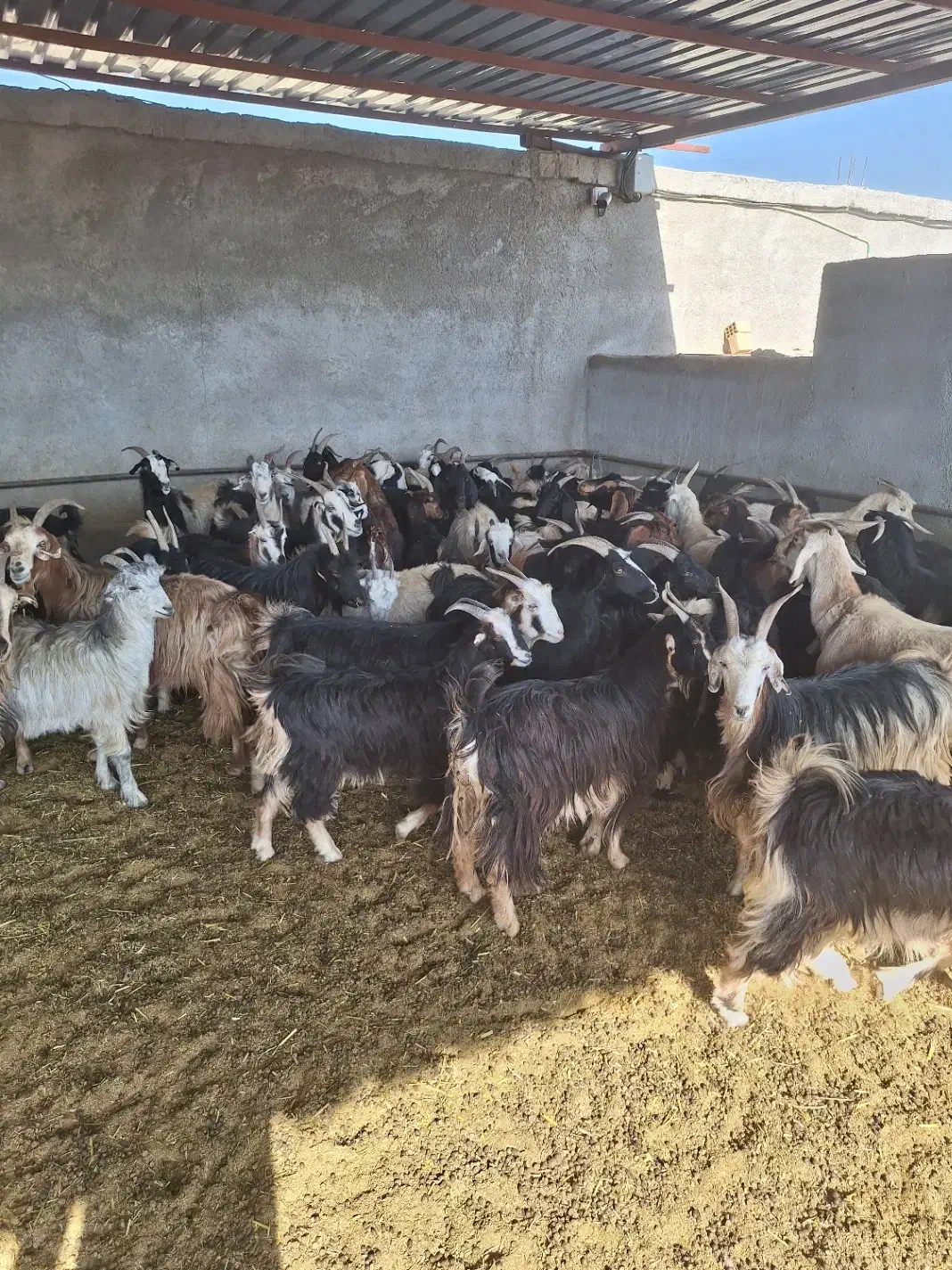 گوسفند|حیوانات مزرعه|مرودشت, دولت آباد|دیوار